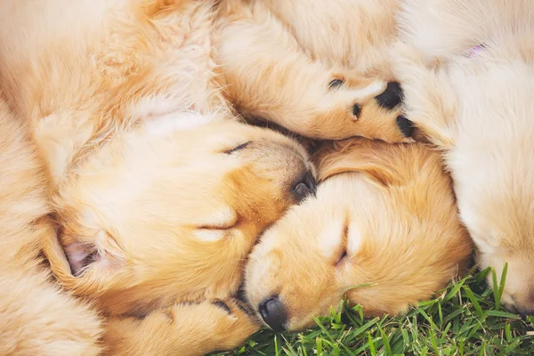 Χρυσόs retriever puppies — Φωτογραφία Αρχείου