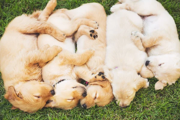 Χρυσόs retriever puppies — Φωτογραφία Αρχείου