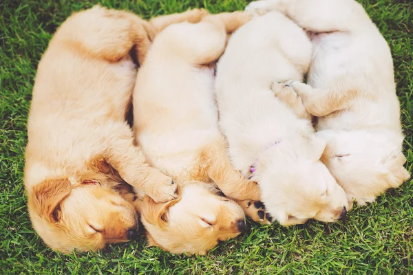 Χρυσόs retriever puppies — Φωτογραφία Αρχείου