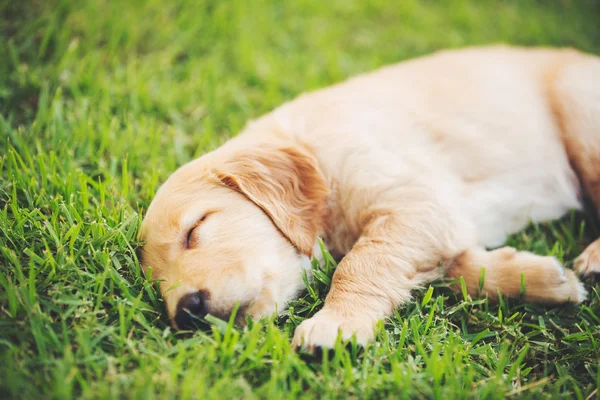 Golden Retriever cachorro —  Fotos de Stock