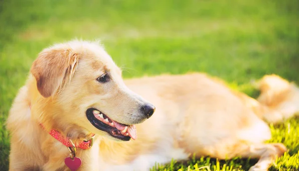 Golden Retriever — Stock Photo, Image