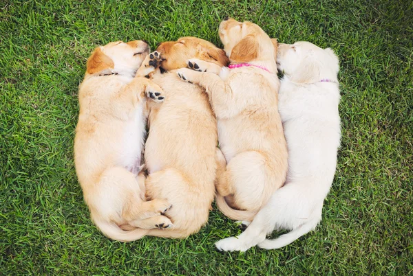 Χρυσόs retriever puppies — Φωτογραφία Αρχείου