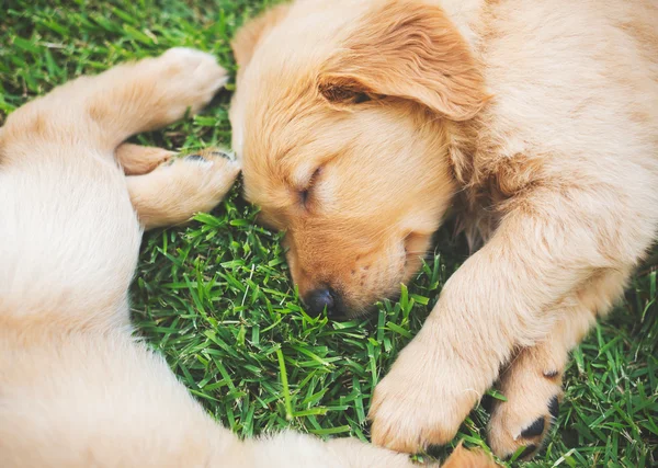 Golden retriever valpar — Stockfoto