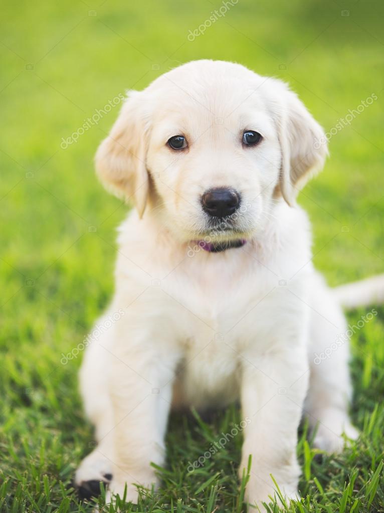 Blonde golden hotsell retriever puppies