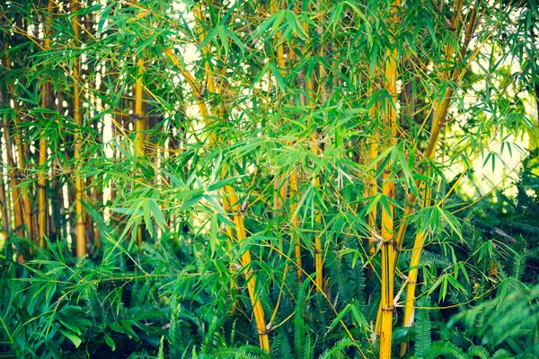 Plantas de bambu — Fotografia de Stock