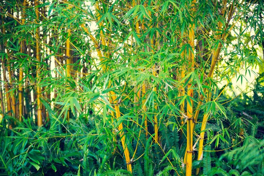 Bamboo Plants — Stock Photo © EpicStockMedia 56302829