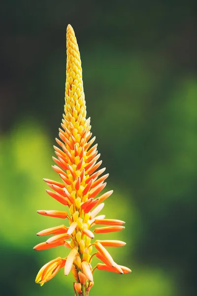 Exotic Flower — Stock Photo, Image