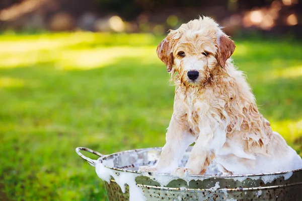 Adorável bonito jovem cachorrinho — Fotografia de Stock