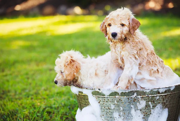 Adorables jeunes chiots mignons — Photo