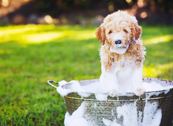 Adorable Cute Young Puppy — Stock Photo, Image