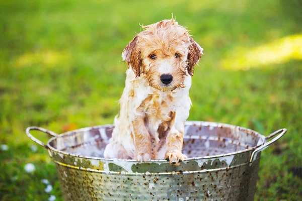 Çok sevimli şirin genç köpek yavrusu — Stok fotoğraf