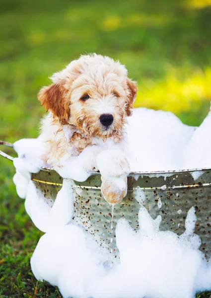 Çok sevimli şirin genç köpek yavrusu — Stok fotoğraf