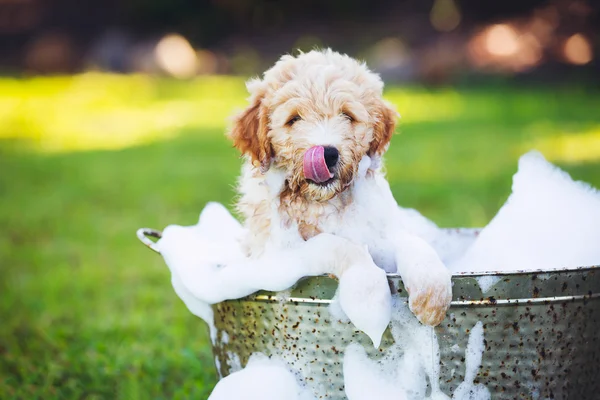 Adorável bonito jovem cachorrinho — Fotografia de Stock