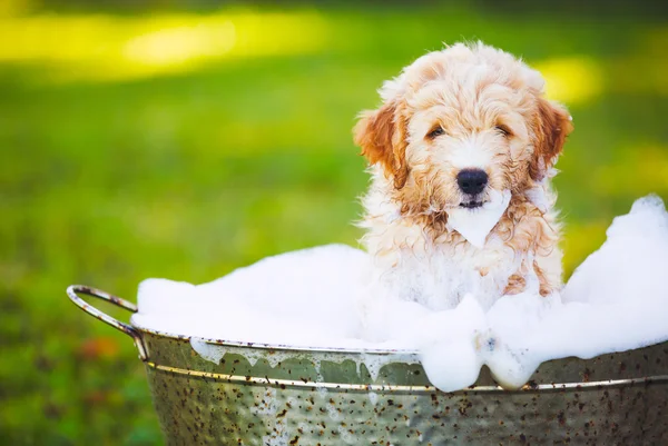 Adorável bonito jovem cachorrinho — Fotografia de Stock