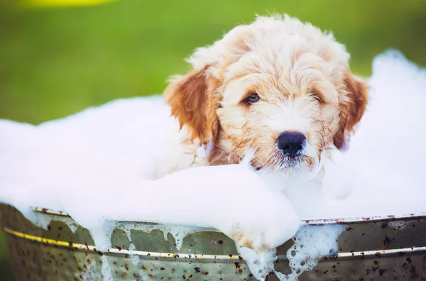 Adorável bonito jovem cachorrinho — Fotografia de Stock