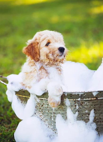 Çok sevimli şirin genç köpek yavrusu — Stok fotoğraf