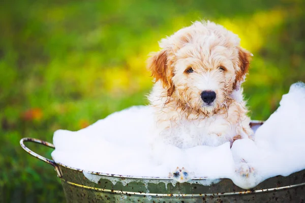 Адекватный симпатичный молодой щенок — стоковое фото