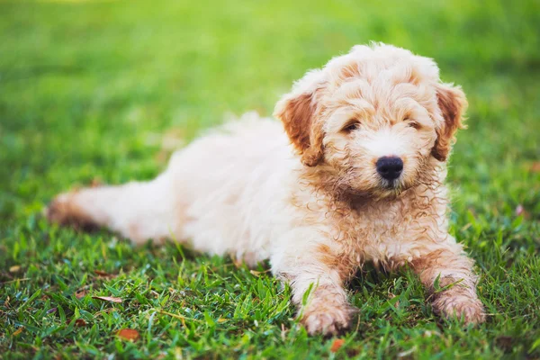 Адекватный симпатичный молодой щенок — стоковое фото