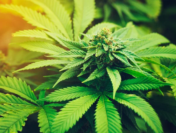 Roślin marihuany w przyrodzie — Zdjęcie stockowe