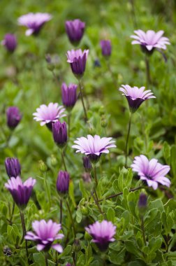 Pembe ayçiçeği daisy, Dimorphotheca, çiçek 