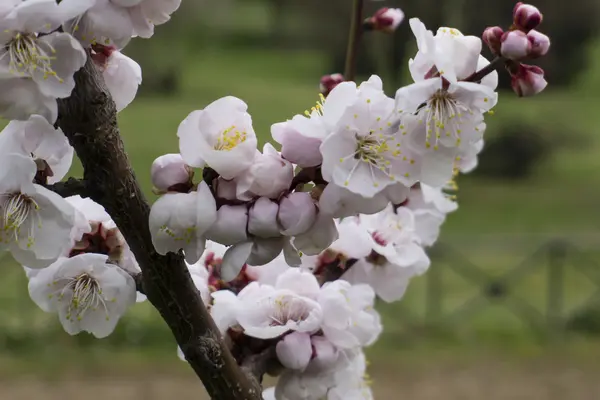 Fiori ornamentali di ciliegio in piena fioritura — Foto Stock