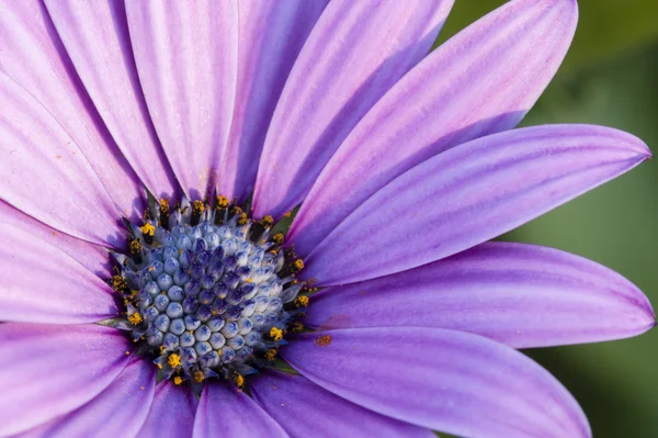 Margarita de girasol rosa, Dimorphotheca, flor —  Fotos de Stock