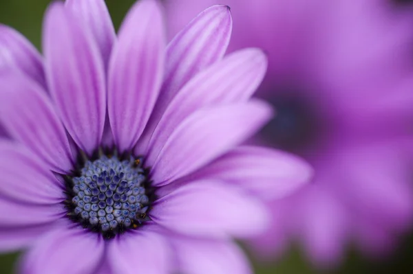 Rosa solros daisy, Dimorphotheca, blomma — Stockfoto