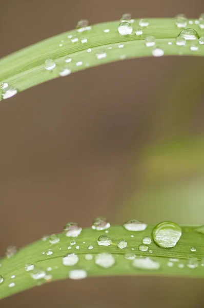 Herbe verte avec gouttes d'eau — Photo