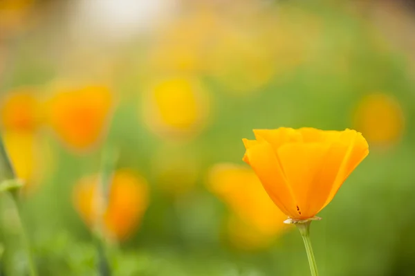 Eschscholzia californica, gelbe und orangefarbene Mohnwildblumen. — Stockfoto