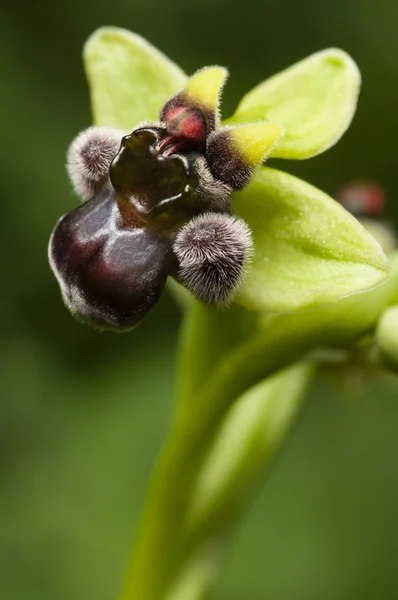 Fechar acima de orchid do bumblebee — Fotografia de Stock