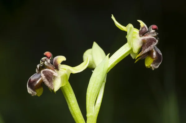 Fechar acima de orchid do bumblebee — Fotografia de Stock