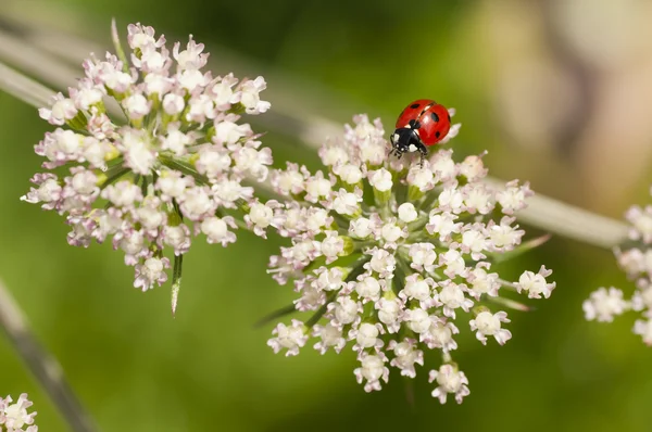 Beruška, slunéčko sedmitečné na bílé květy — Stock fotografie