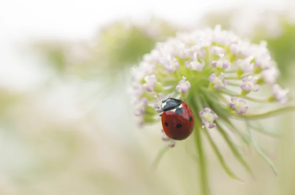 Beruška, slunéčko sedmitečné na bílé květy — Stock fotografie