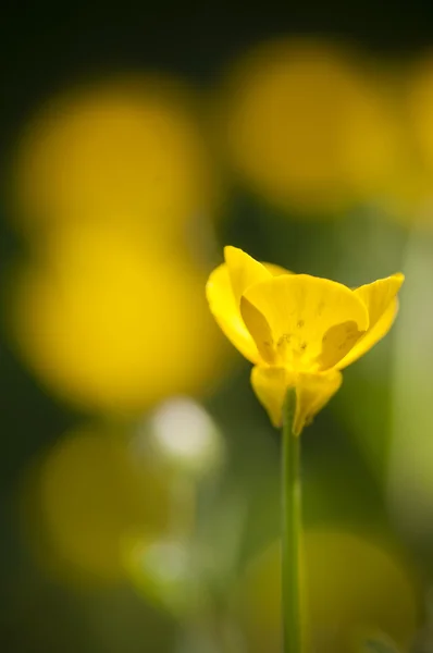 Yellow flowers in full bloom — Stock Photo, Image