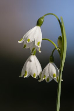 tam bahar beyaz çiçekler çiçek 