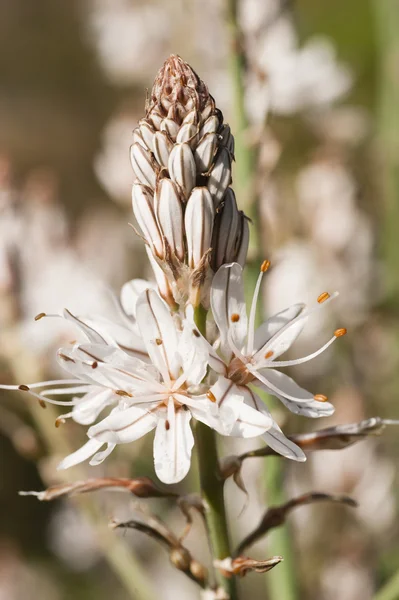 Flores brancas na flor cheia da primavera — Fotografia de Stock