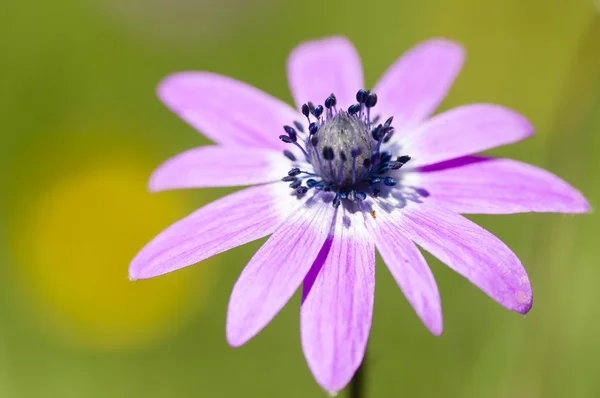 Pink napraforgó százszorszép virág — Stock Fotó