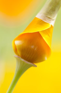 Eschscholzia californica, sarı ve turuncu haşhaş kır çiçekleri.