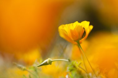 Eschscholzia californica, sarı ve turuncu haşhaş kır çiçekleri.