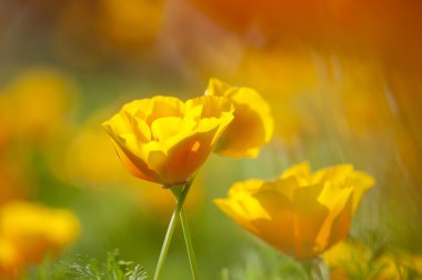 Eschscholzia californica, sarı ve turuncu haşhaş kır çiçekleri.