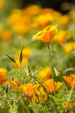 Eschscholzia californica, sarı ve turuncu haşhaş kır çiçekleri.
