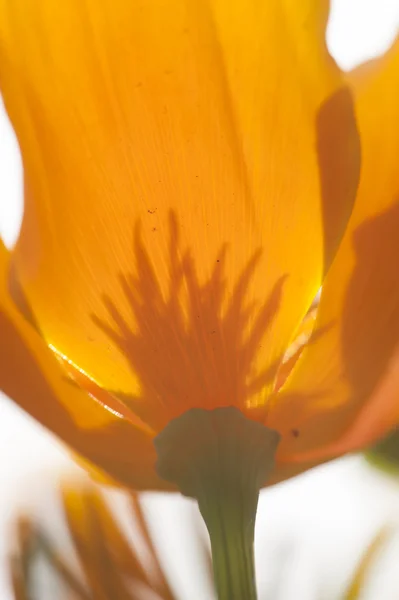 Eschscholzia californica, sarı ve turuncu haşhaş kır çiçekleri. — Stok fotoğraf