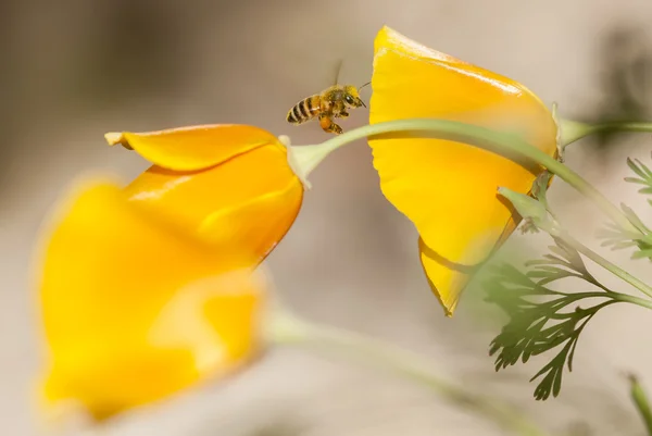 Μέλισσα μέλι που φέρουν Eschscholzia californica, κίτρινο και πορτοκαλί — Φωτογραφία Αρχείου