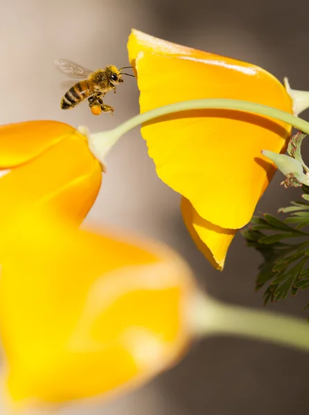 蜜蜂飞 Eschscholzia 夜蛾、 黄色和橙色 — 图库照片