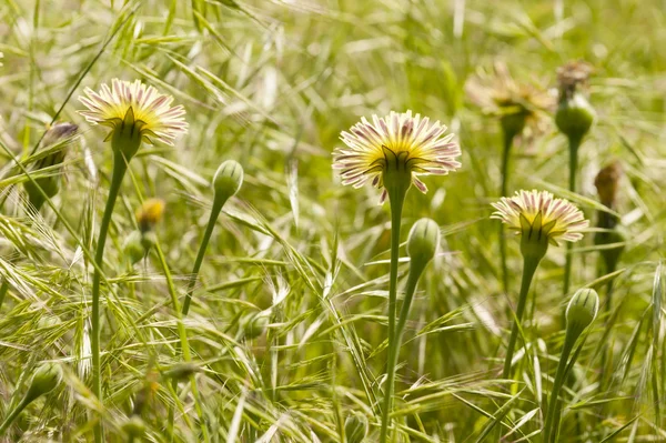 Karahindiba, karahindiba, sarı çiçek — Stok fotoğraf