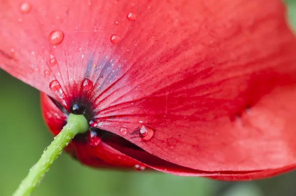 Red poppy flower bud — Stock Photo, Image