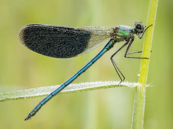 Damselfly covered with dew drops — Stock Photo, Image