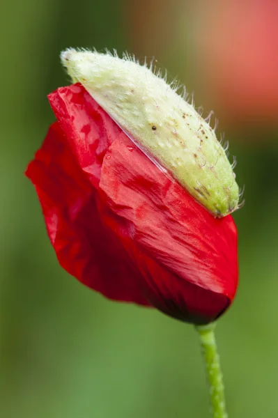 Brote de flor de amapola roja — Foto de Stock