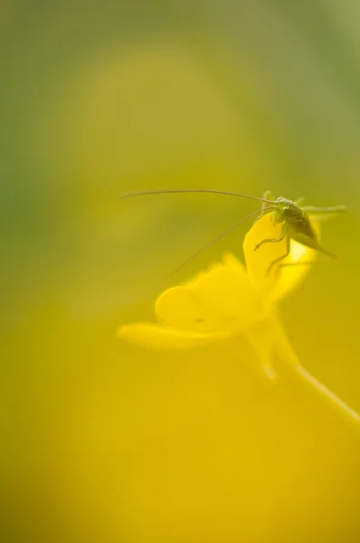 Insekt auf Blume — Stockfoto