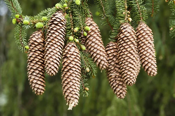 Norway spruce tree — Stock Photo, Image